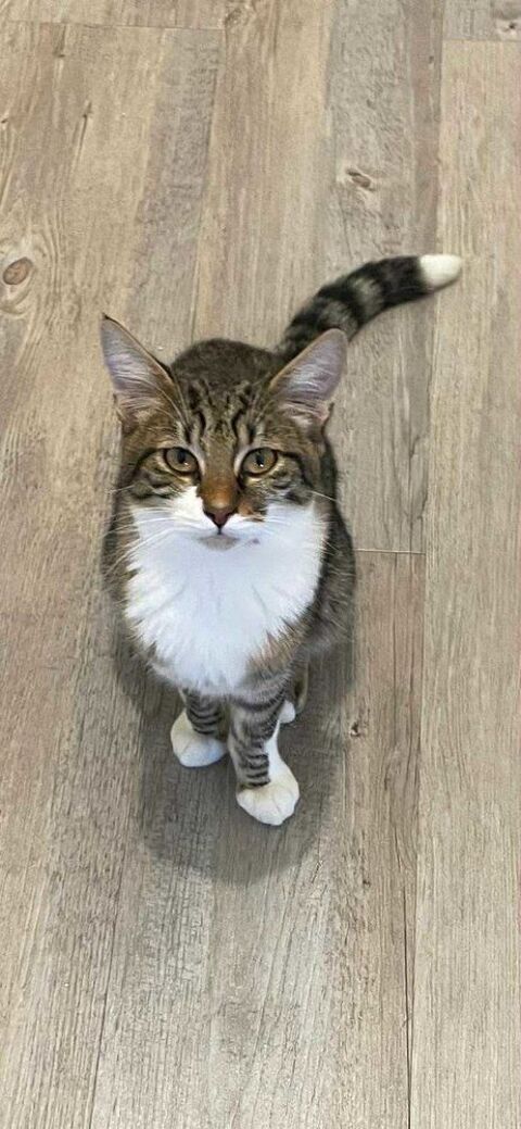 Alvin :&nbsp; chaton craquant &agrave; adopter&nbsp; 180 92000 Nanterre