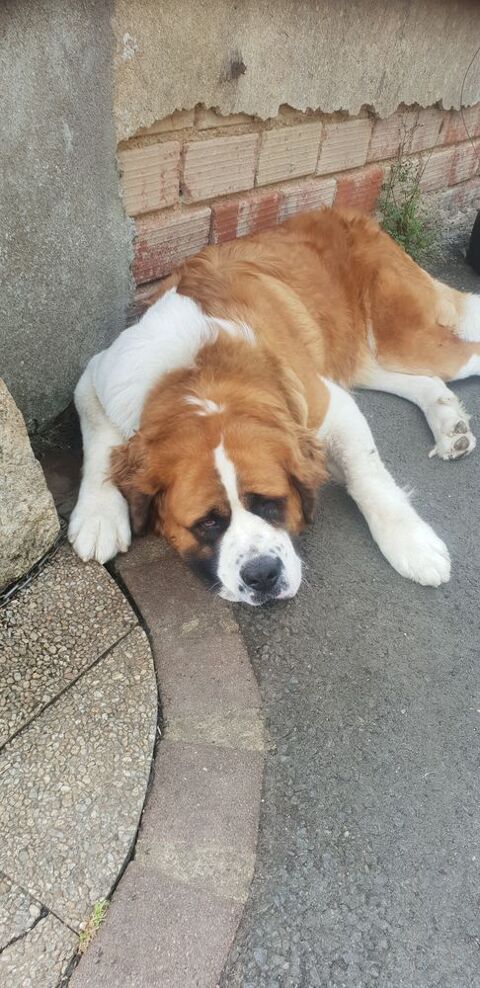 femelle saint bernard 
550 50600 Saint-hilaire-du-harcouët