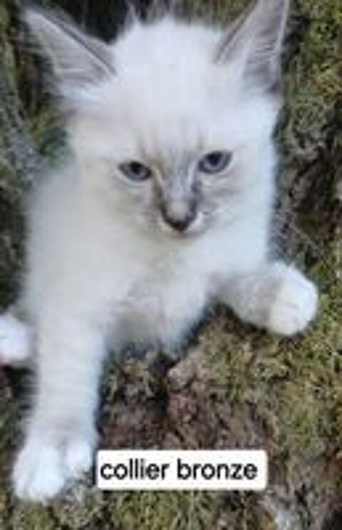   Chaton sacré de Birmanie mâle loof  