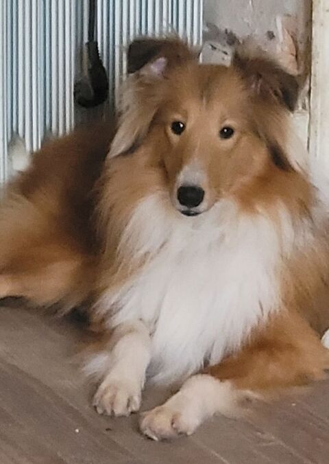 Plusieurs chien à placer 450 88240 Bains-les-bains