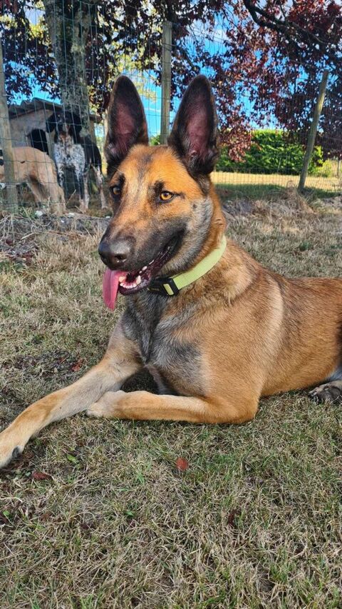 TAO jeune malinois 2 ans à adopter 240 33230 Coutras