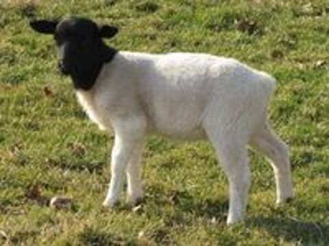   Mouton DORPER 