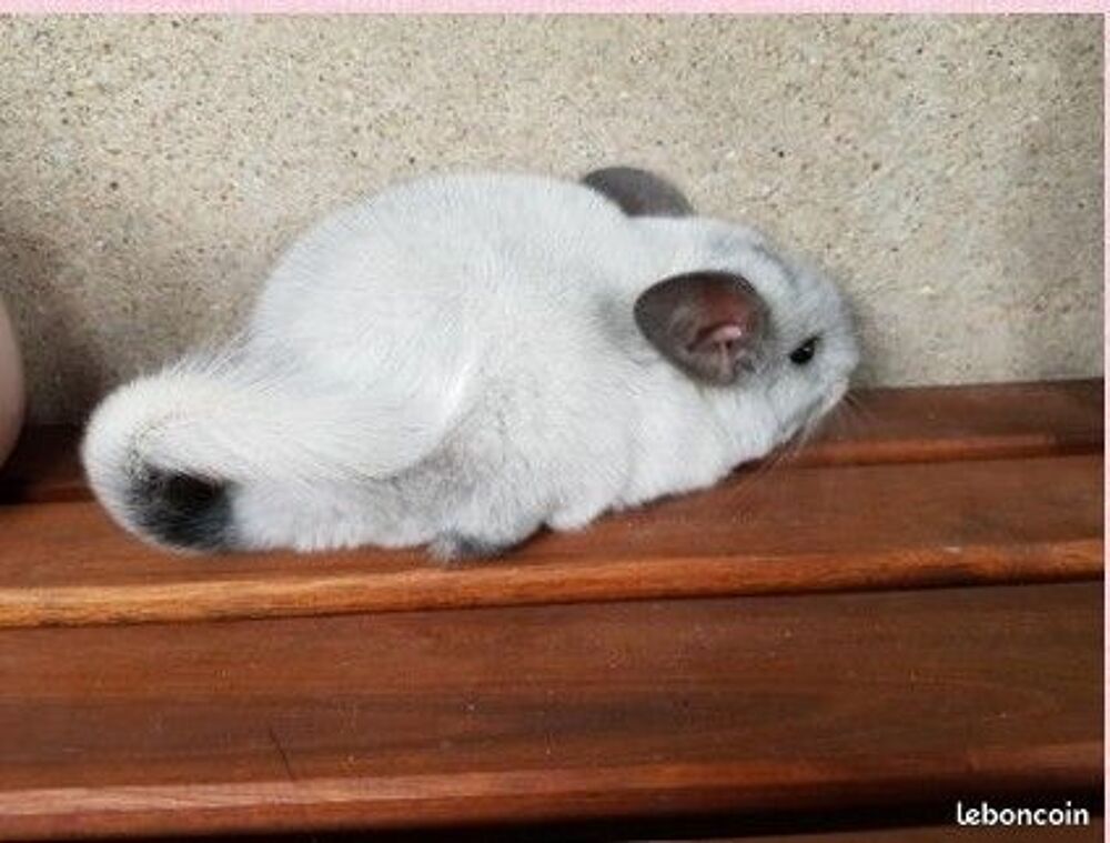   Duo Chinchilla elevage familial dispo 