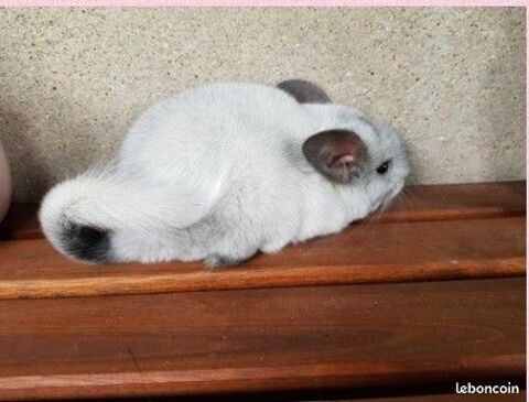 Duo Chinchilla elevage familial dispo 10 54000 Nancy