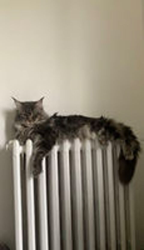   Maine coon mâle  