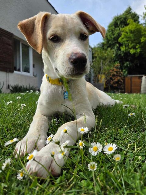 Paco, mâle berger créole, né le 01/01/2025 &#128054; 300 78000 Versailles