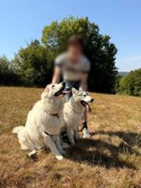  Berger Blanc Suisse ? Tazi cherche nouveau foyer aimant  
