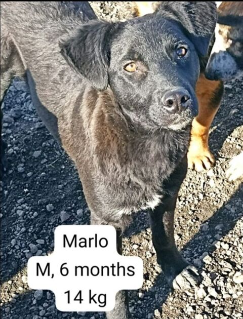 MARLO MÂLE  6 MOIS NON CASTRÉ A SAUVER DE ROUMANIE2 ADOPTION OU ACCUEIL 0 75018 Paris