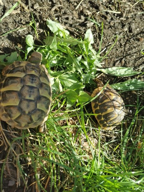 tortue 1 an 80 91600 Savigny-sur-orge