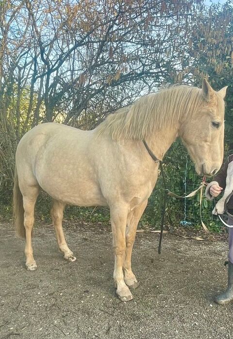 Cheval Palomino Type Espagnol 7000 89240 Diges