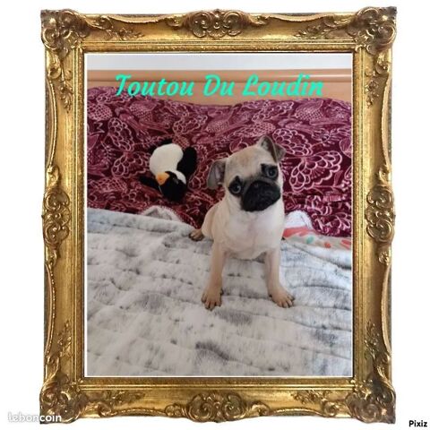 Chiot mâle Carlin 800 18140 Prcy