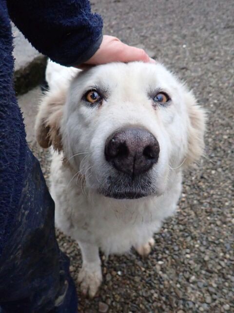 Yetilie &agrave; l'adoption 200 88000 Chantraine