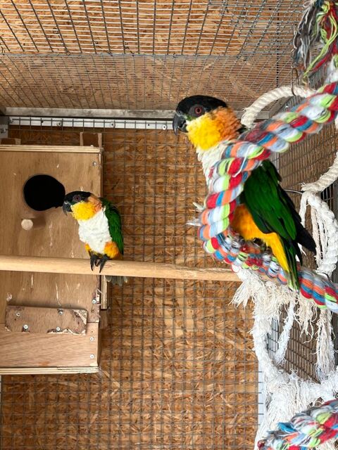 Couple reproducteur  caïque à tête noire 1300 60140 Bailleval