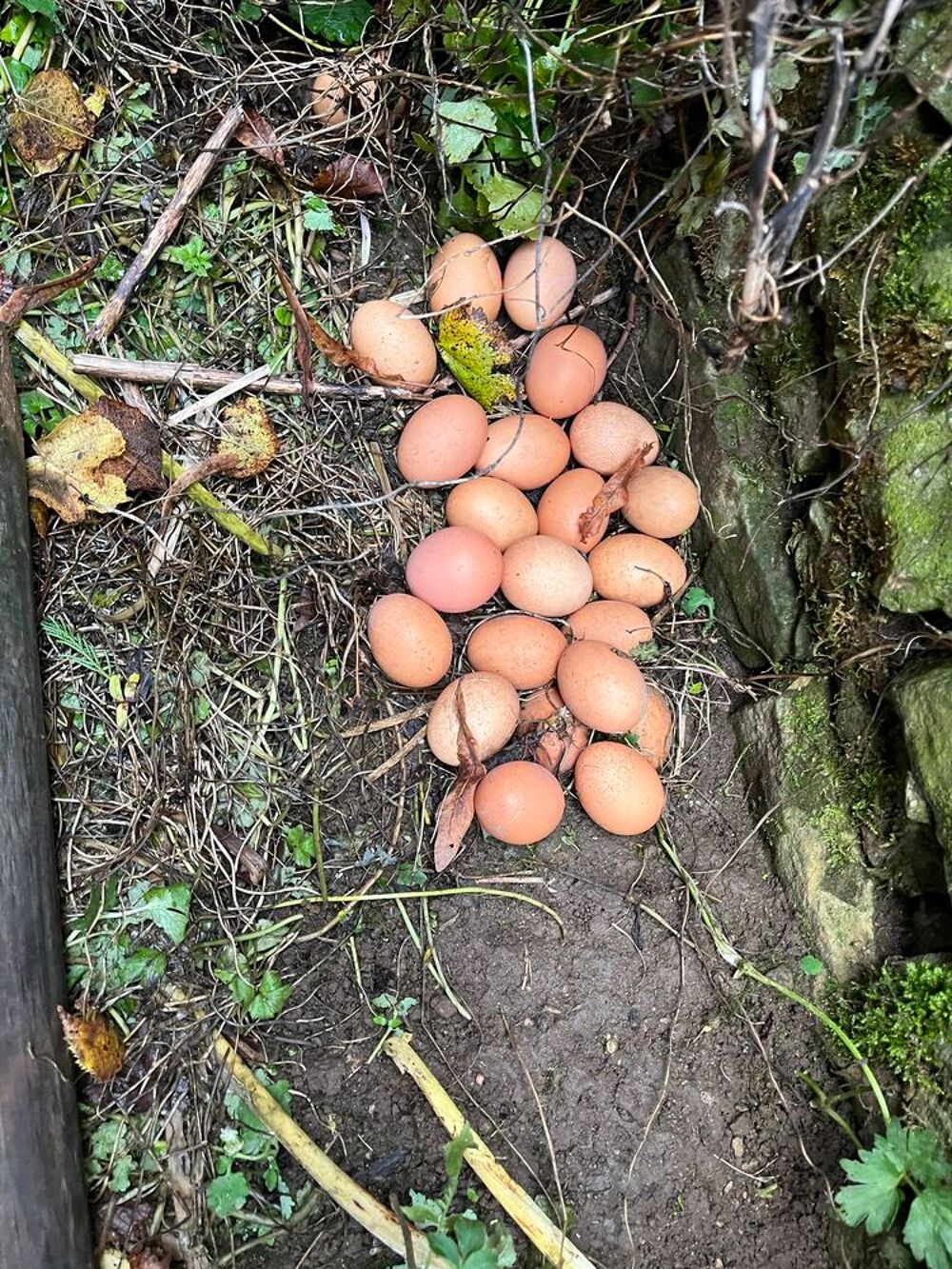 &Aring;"uf frais Jardin