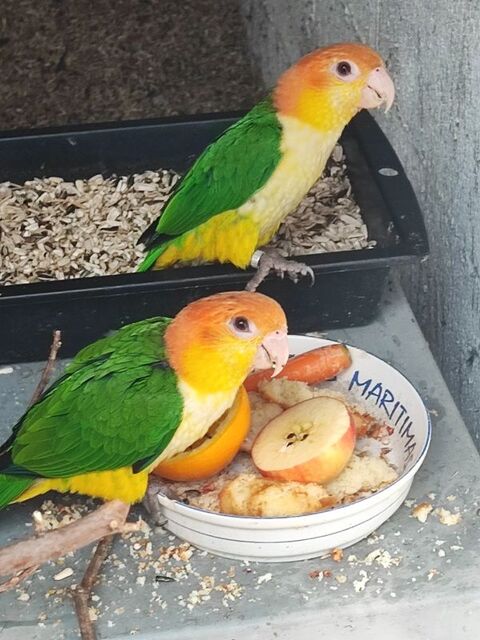 CAÏQUE A VENTRE BLANC 500 38300 Bourgoin-jallieu