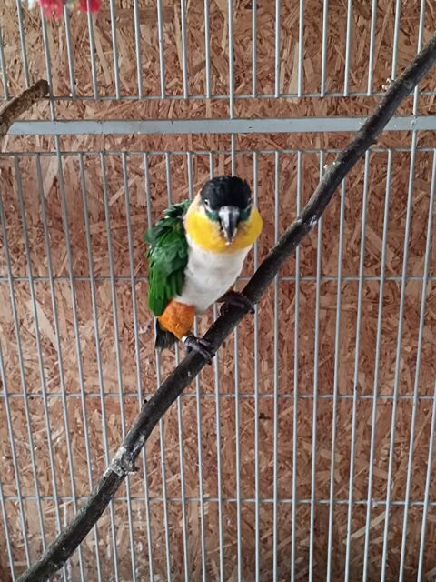 ca&iuml;que &agrave; t&ecirc;te noire 350 79000 Niort