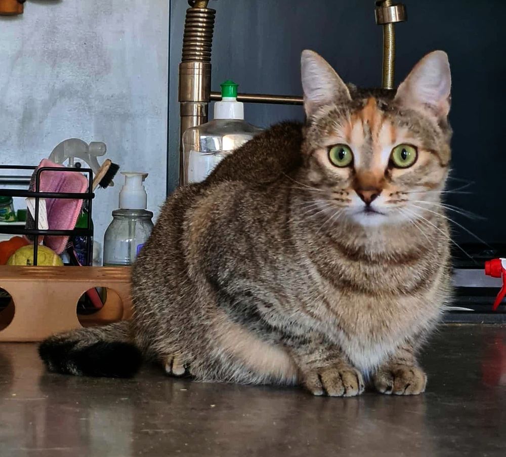   PRINCESSE FEMELLE TIGREE 2 ANS 