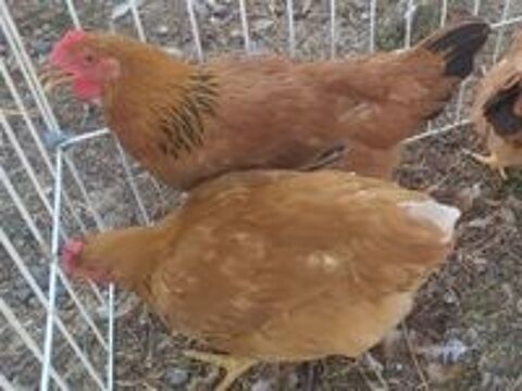   Poules 