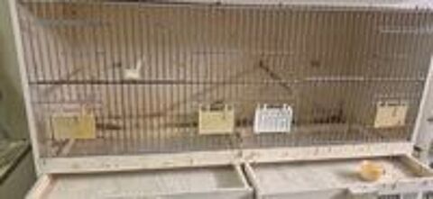  Cage batterie en bois 80 cm de long. 