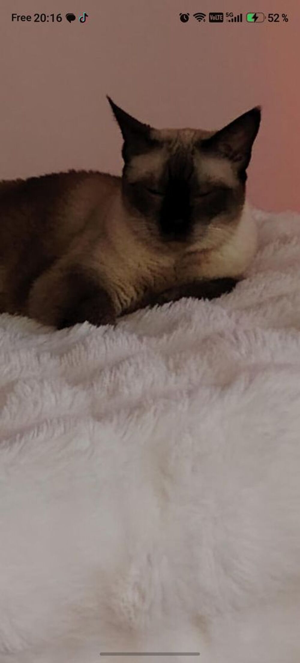   Donne chatte siamoise 10 ans 