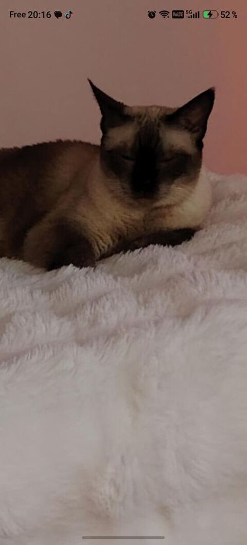 Donne chatte siamoise 10 ans 0 13010 Marseille