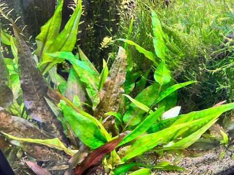 Plante d'aquarium : Cryptocoryne - Lot de 5 Plants 10 67170 Brumath