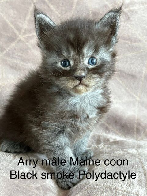 Chatons Maine coon LOOF 1350 30800 Saint-gilles
