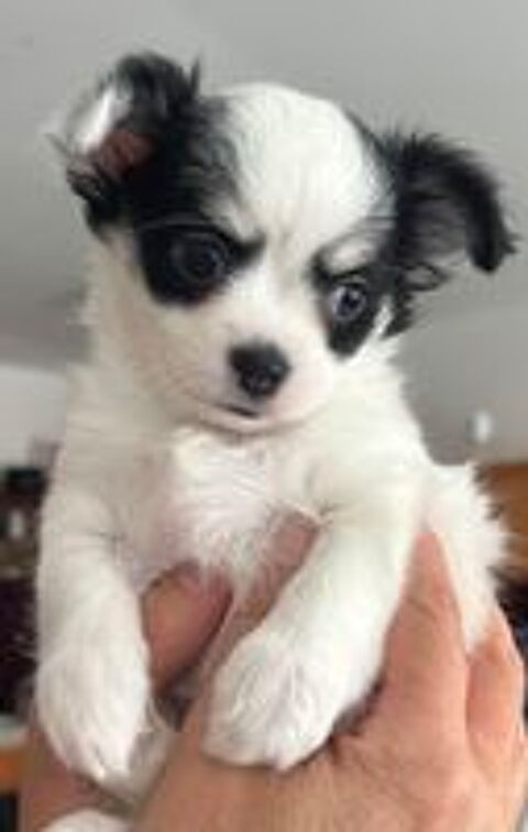   Chiots chihuahua poil long 
