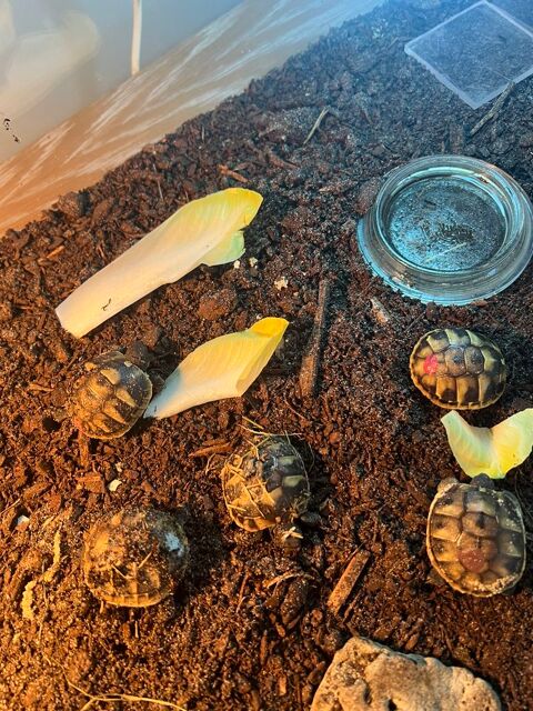 Tortues terre 100 33880 Saint-caprais-de-bordeaux