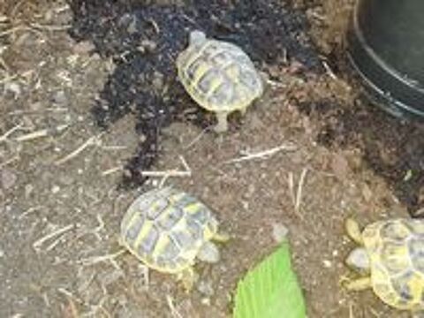   Bb tortues de terre 