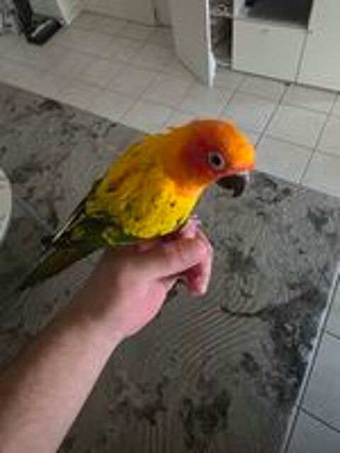   Conure soleil  