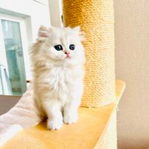   chaton m�le british longhair 