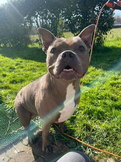 GAIA, magnifique American Bully à adopter via l'association UMA 330 44450 Barbechat