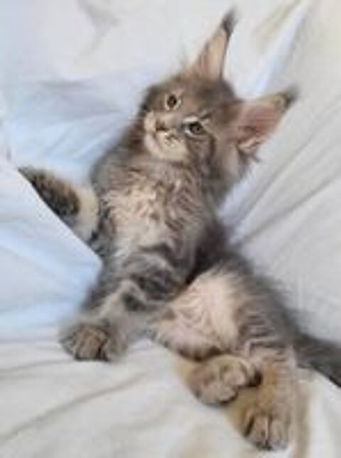   SUBLIME BEBE MAINE COON  LOOF FEMELLE BLEUE SILVER  