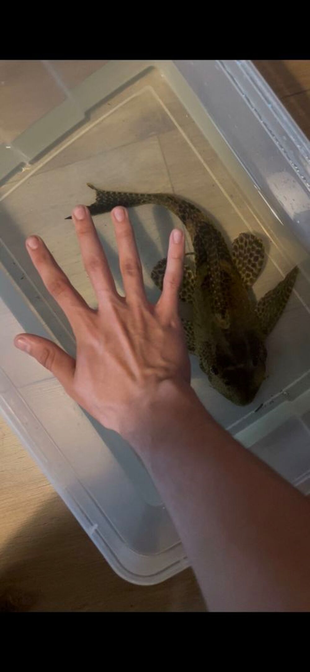 pleco 30cm 