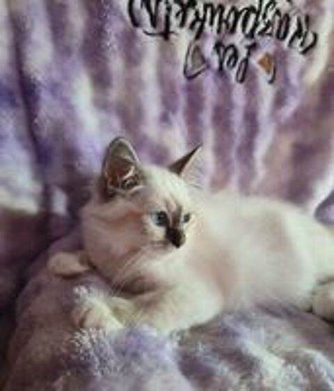   Biafine, adorable Sacré de Birmanie LOOF,  