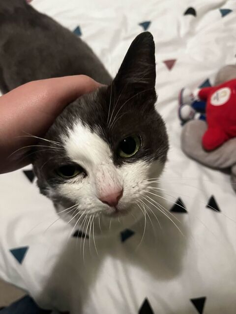 Toupile 170 44000 Nantes