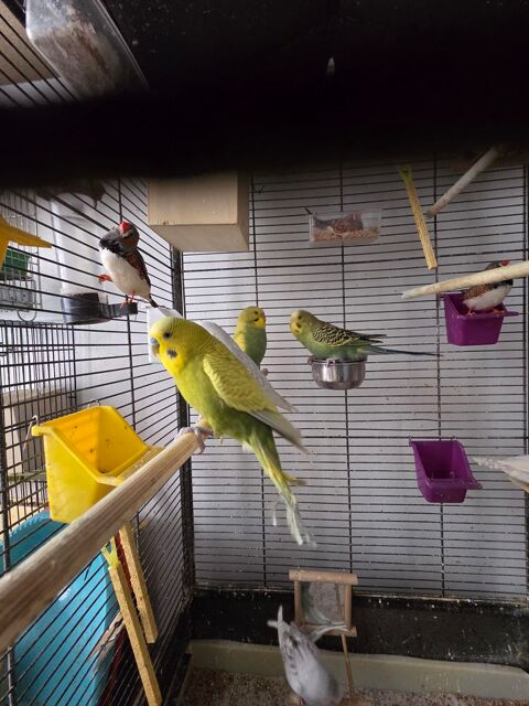 Perruchons de l'ann&eacute;e 25 13005 Marseille