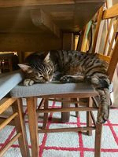   Lucien, chat tigré à adopter 