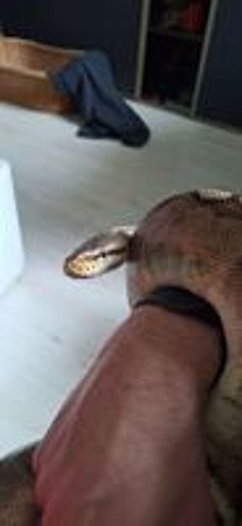   Python royal  