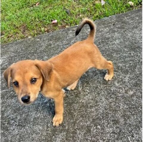 Loki, le plus beau ! 350 49000 Angers