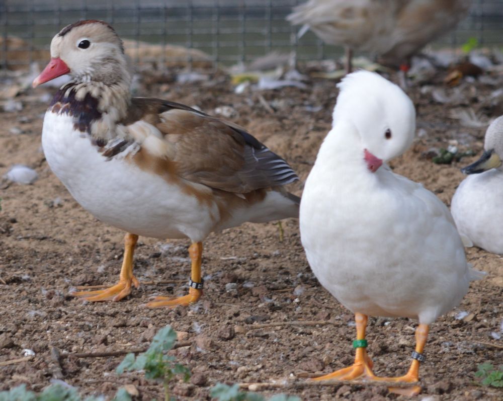   Canards mandarins  