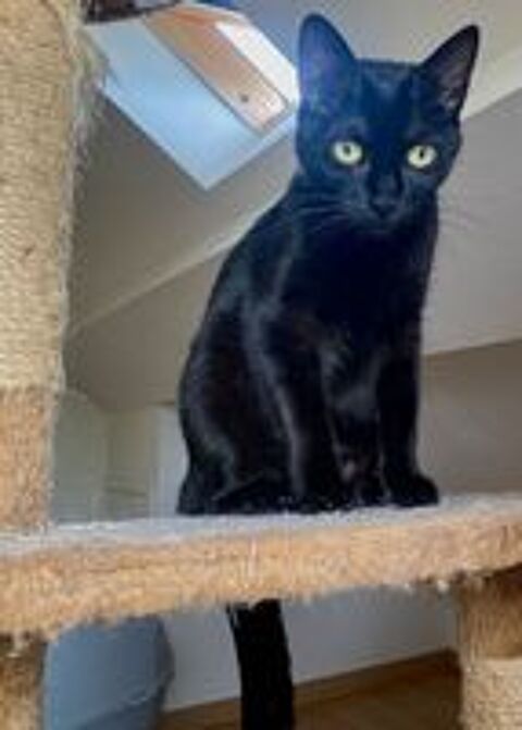   CAMILLE LOU � l'adoption 