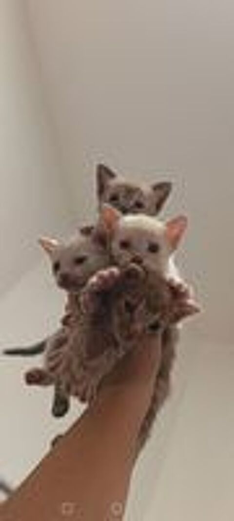   Chatons Savannah F6 