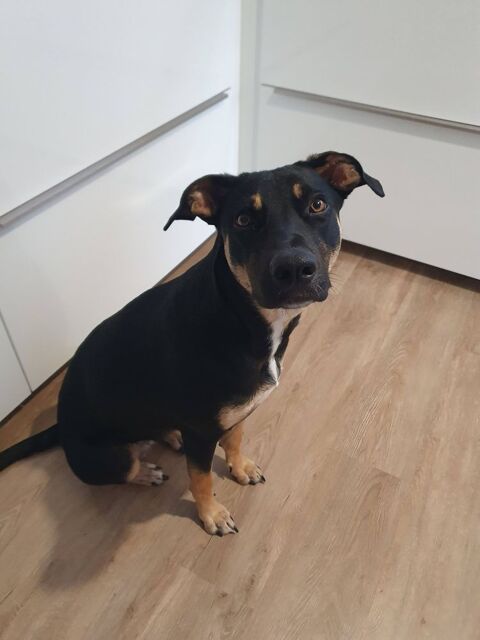 Shaya, femelle, X Berger, n&eacute;e le 05/01/2024 🐶 380 13100 Aix-en-provence