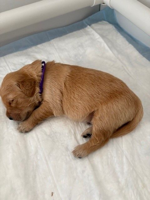 CHIOTS LOF GOLDEN RETRIEVER FAUVE 1500 83110 Sanary-sur-mer