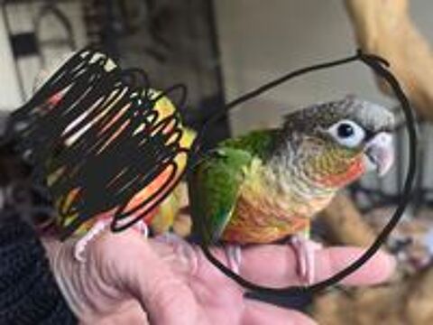   Conure de molinae ananas et ananas rouge eam 