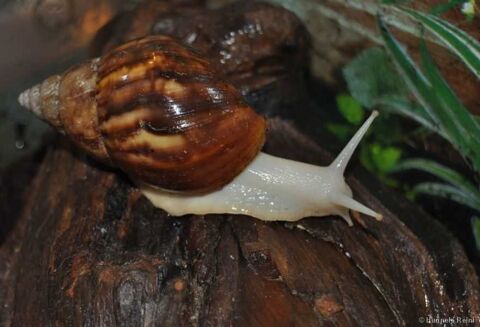 Achatina fulica white Jade 10 Misrieux (01)