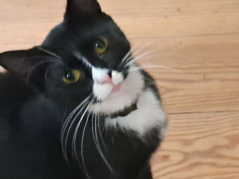 Perdu chatte au nom de sirène 0 84120 Mirabeau