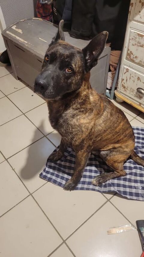 Chien FALCO à l adoption 150 26130 Saint-paul-trois-chteaux